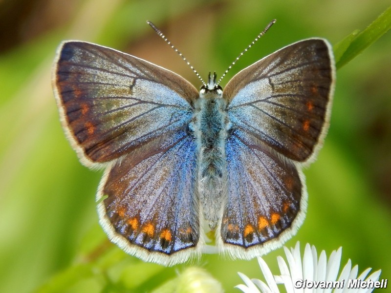 Polyommatus icarus ....variante.